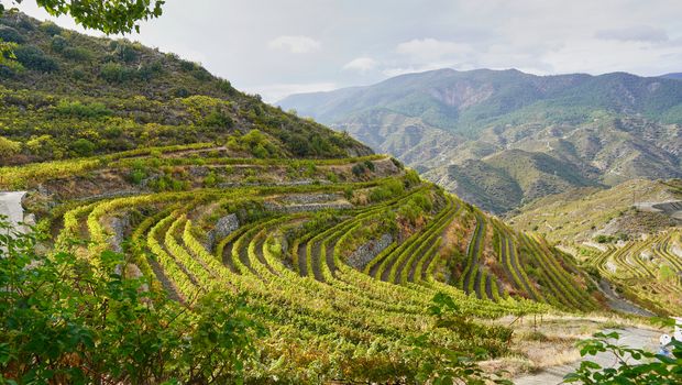 Panoramablick auf das Olympos-Gebirge und die grünen Weinberge auf der Insel Zypern