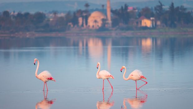 Pink Flamingo in Zypern, am Salzsee von Larnaca