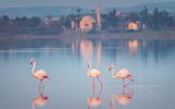 Pink Flamingo in Zypern, am Salzsee von Larnaca